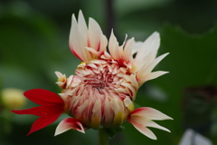 秋田のダリア‐2017新作6