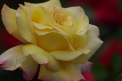 六月の薔薇‐ピース