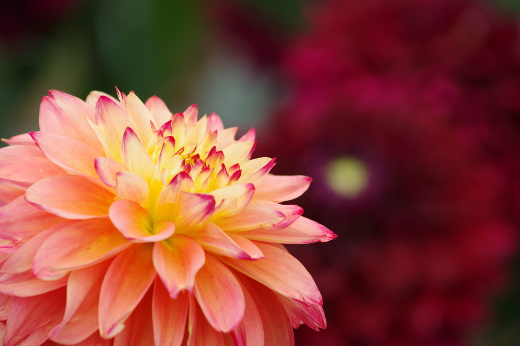 秋田のダリア-34