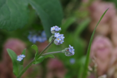 花散歩‐キュウリグサ