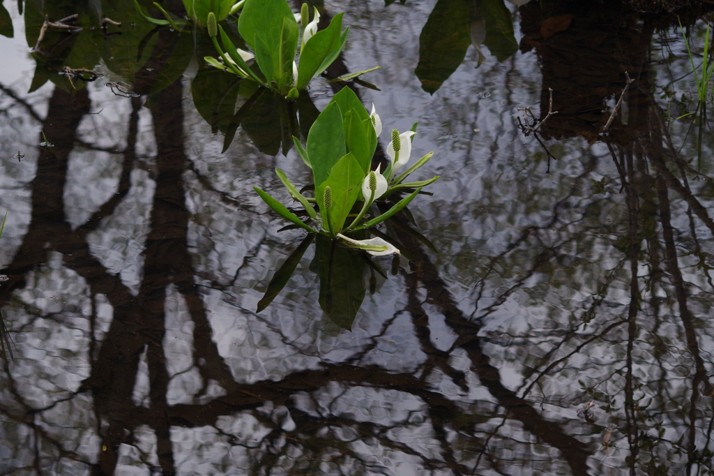 水芭蕉の沼
