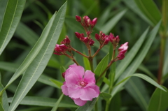 2018.7.5の花散歩‐夾竹桃