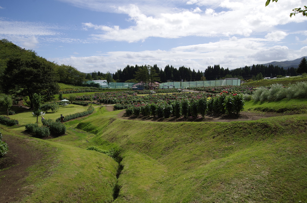 秋田国際ダリア園-３