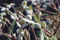 花散歩‐ミツマタ