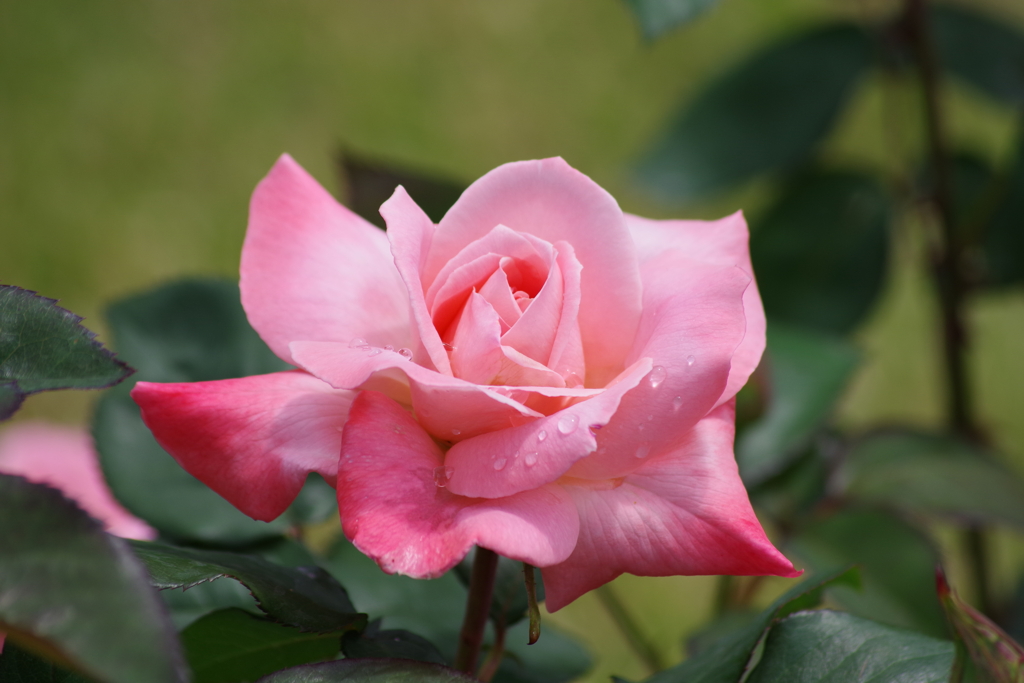 それでも薔薇は咲く-バーバラ ブッシュ