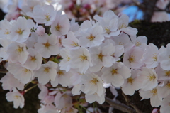 桜色・いろいろ2