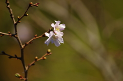 十月桜-1