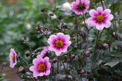 秋田のダリア-一重の2