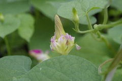 アサガオの蕾