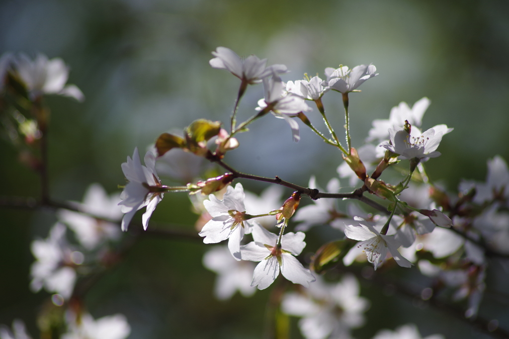 桜色-山桜1