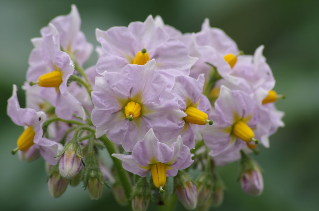 男爵の花-1