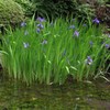 カキツバタの庭園-2