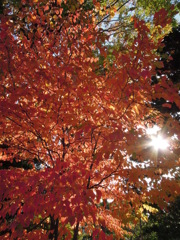 花水木も紅く