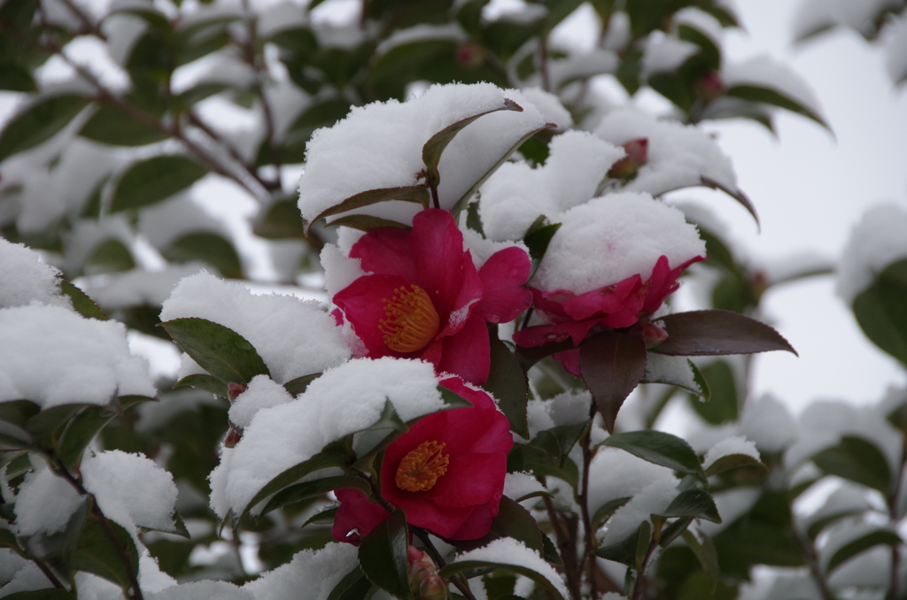 雪の朝₋山茶花1