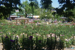 Holga Lens習作-ダリヤ園