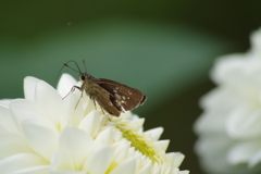 秋田のダリア-18白いダリアにセセリ