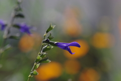 花散歩‐ガオ~