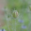 花散歩‐ニゲラの種鞘