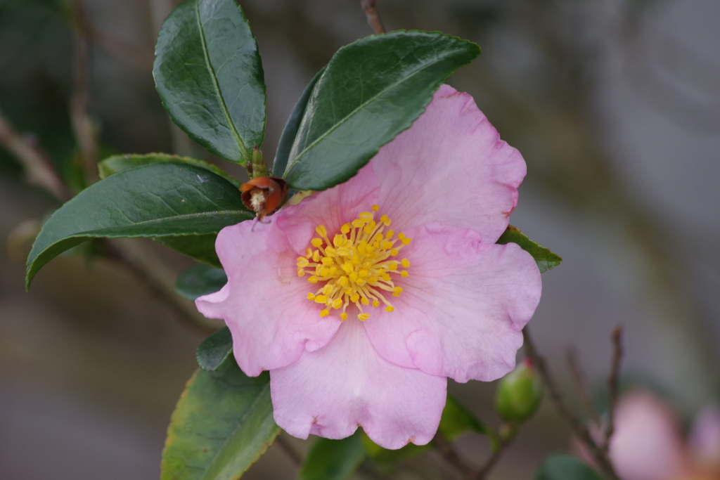 花散歩‐山茶花2