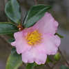 花散歩‐山茶花2