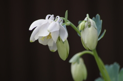 花散歩‐白花深山苧環