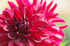 山形のダリア‐黒サンゴ