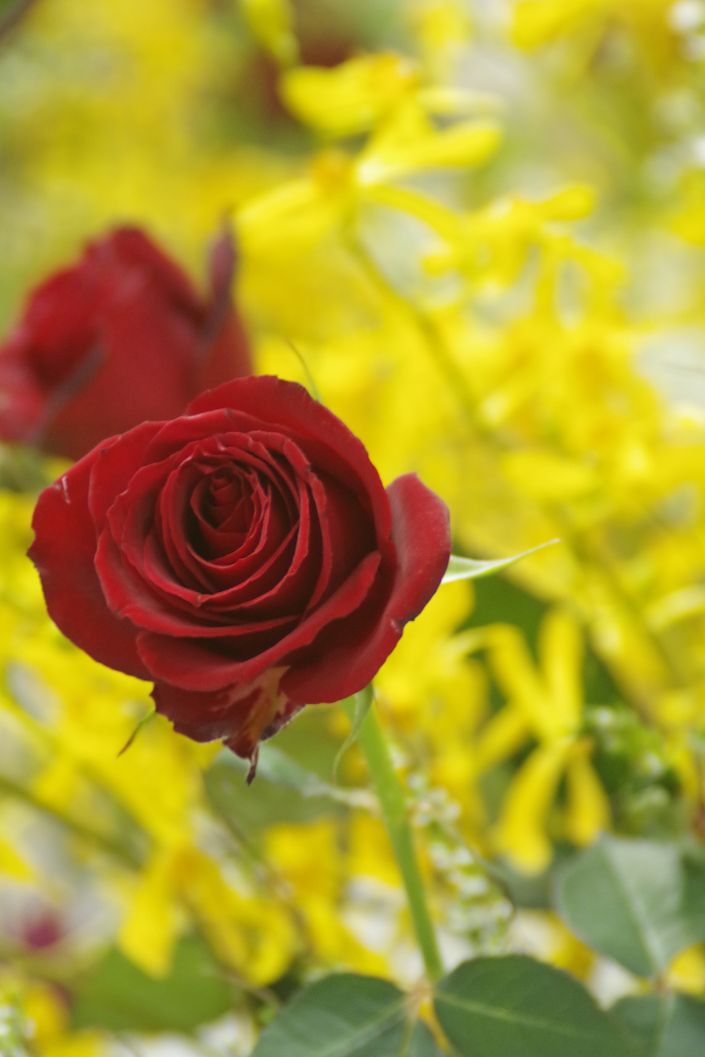 レンギョウと赤い薔薇