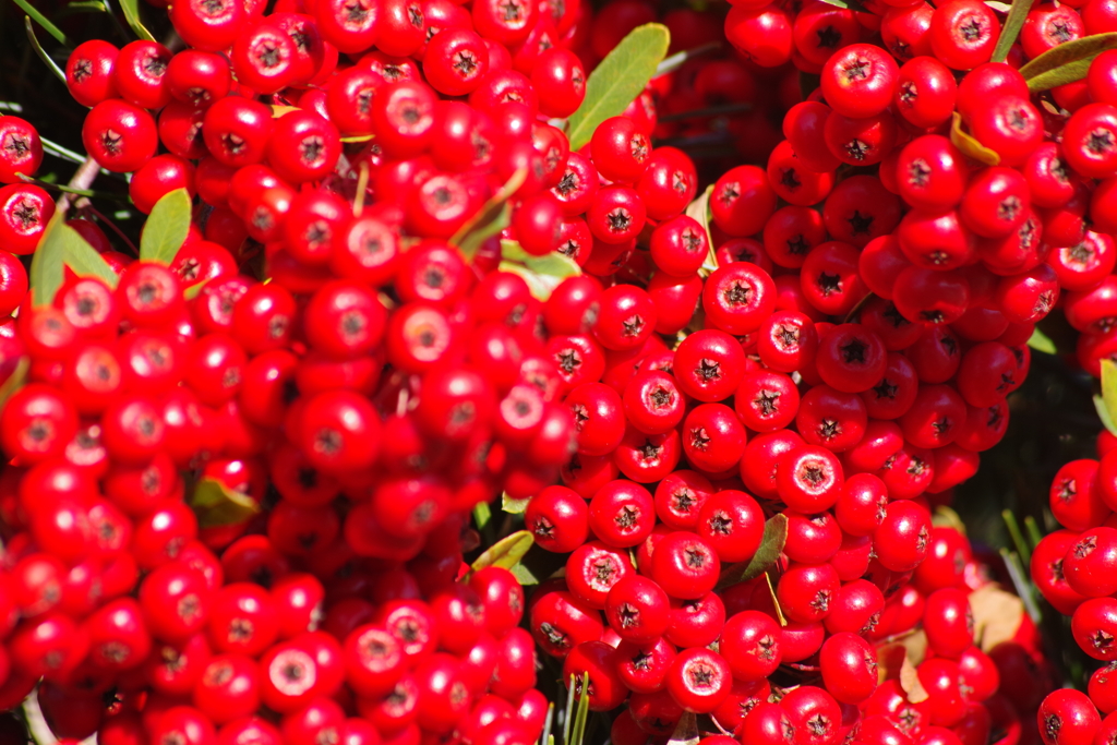 秋から冬の赤い実-ピラカンサ