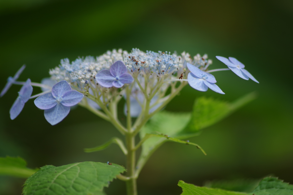 秋の紫陽花-4