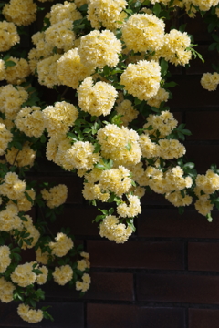 花散歩‐木香薔薇・黄花