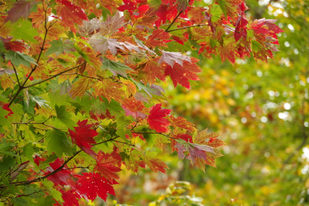 もみじが紅く