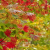 もみじが紅く