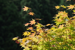 紅葉始まる・・・