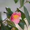 花散歩‐椿