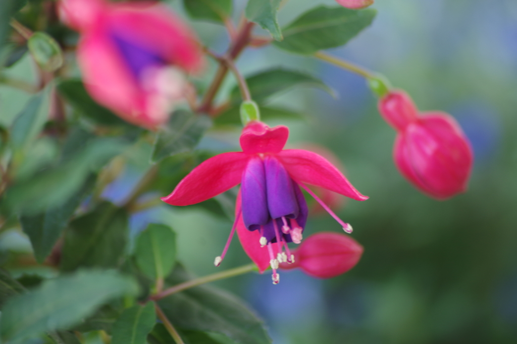 ゆり園の花たち‐フクシア