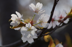 桜色・いろいろ19