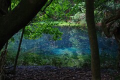 早朝の丸池様の青1