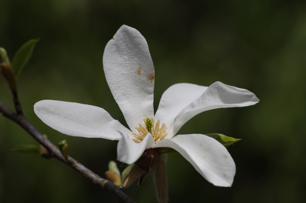 春の忘れ物‐辛夷