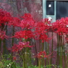 花散歩-赤い花なら曼殊沙華4