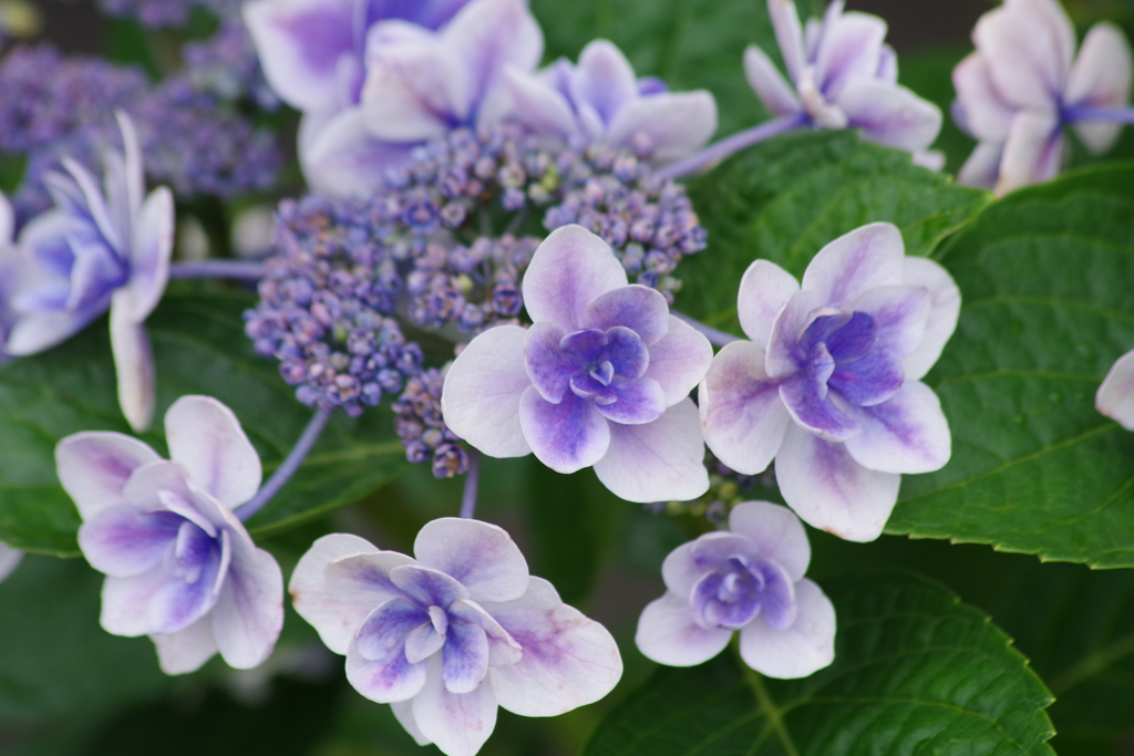 花散歩－うす紫の紫陽花