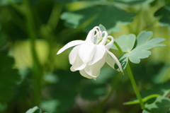 ミヤマオダマキ・白花