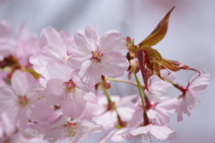 花散歩‐大山桜