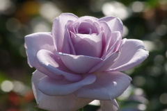 神代植物公園の花達-ブルー・バュー