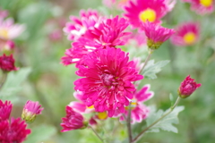 花散歩‐濃い桃色の小菊
