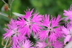 花散歩-カワラナデシコ