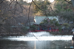 吉祥寺・井の頭公園の冬日-3