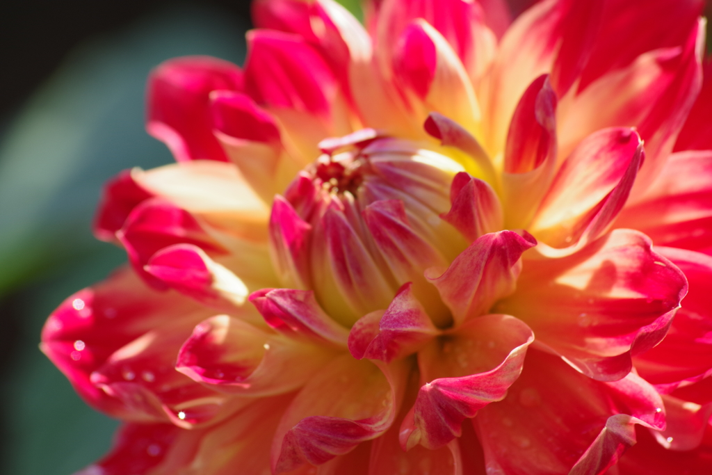 秋田のダリア-17・798