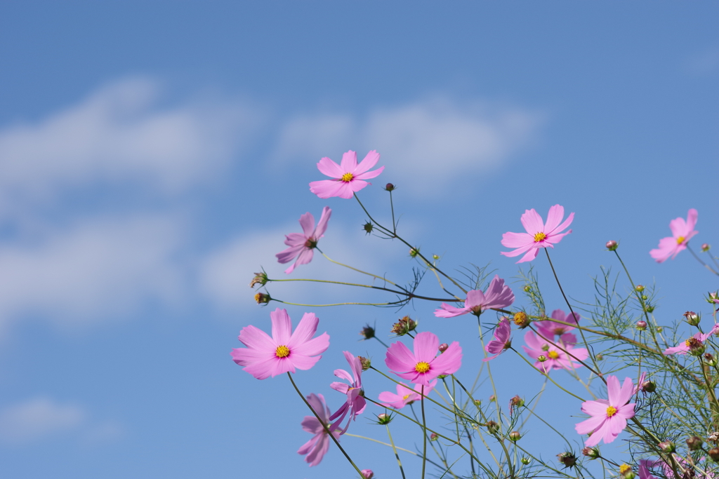 花散歩‐青空と白い雲とコスモスと。。