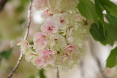 埼玉花散歩-ウコンはピンクに