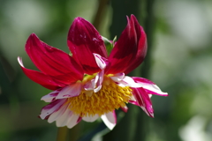 メアリーエベリン